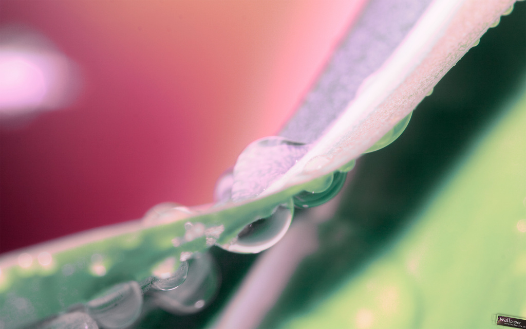Water Drops On Grass Macro HD Wallpaper