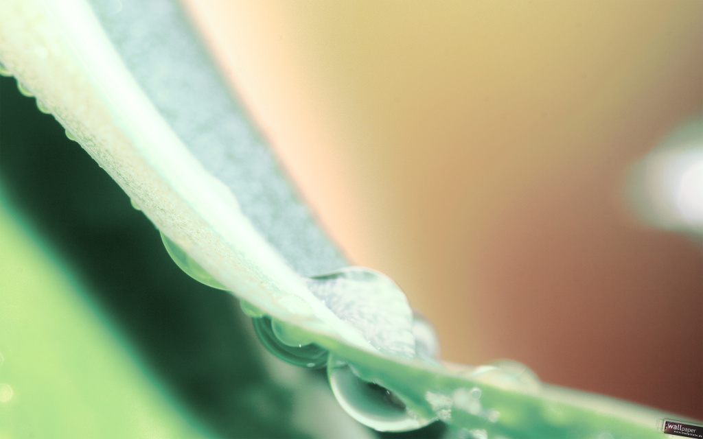 Water Drops On Leaf HD Wallpaper